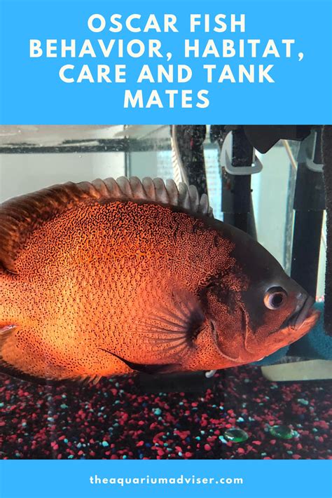 Oscar Fish Behavior, Habitat, Care and Tank Mates.